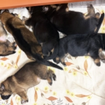 Promising litter, sable, black and tan German Shepherd Dog for sale