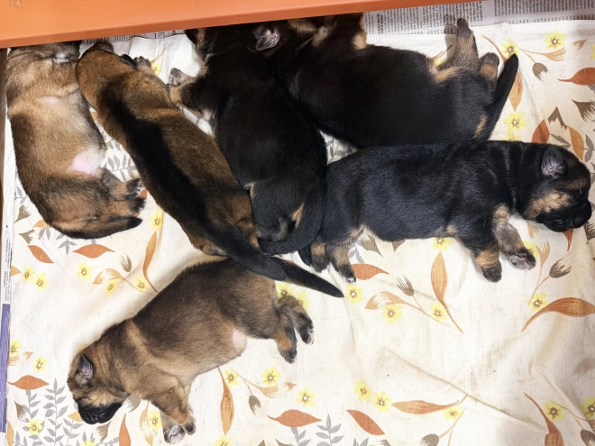German Shepherd Dog puppy for sale
