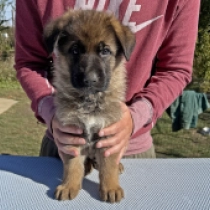 Horand von Grafrath, sable Deutscher Schäferhund Welpen kaufen
