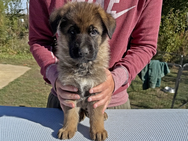 Deutscher Schäferhund Welpe kaufen