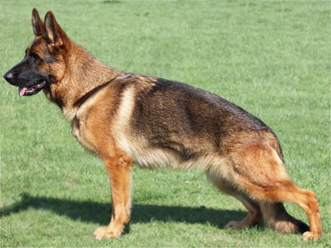 German Shepherd Dog puppy for sale
