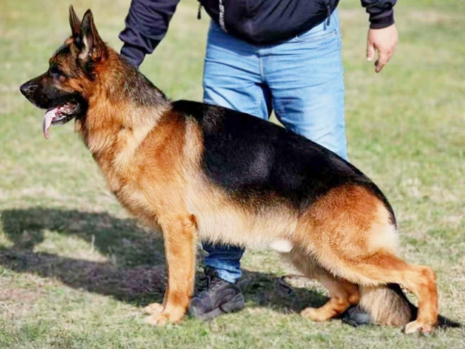 German Shepherd Dog puppy for sale