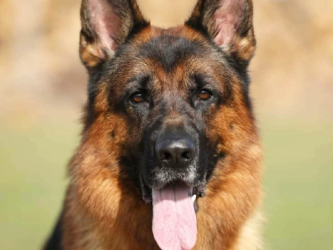 German Shepherd Dog puppy for sale