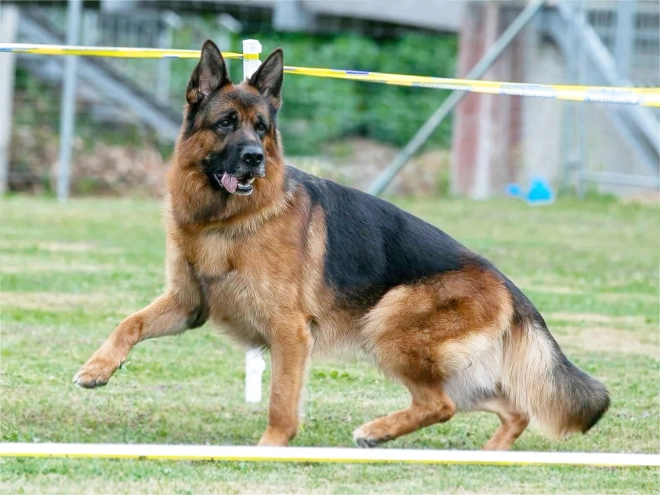 German Shepherd Dog puppy for sale