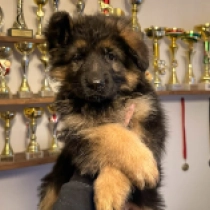 Deutscher Schäferhund Welpe zu verkaufen