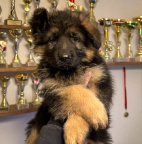 German Shepherd Dog puppy for sale