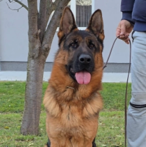 German Shepherd Dog puppy for sale