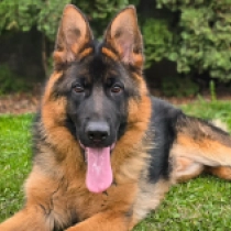 German Shepherd Dog puppy for sale