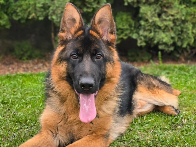 German Shepherd Dog puppy for sale