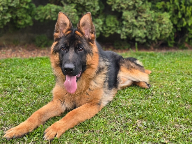 German Shepherd Dog puppy for sale