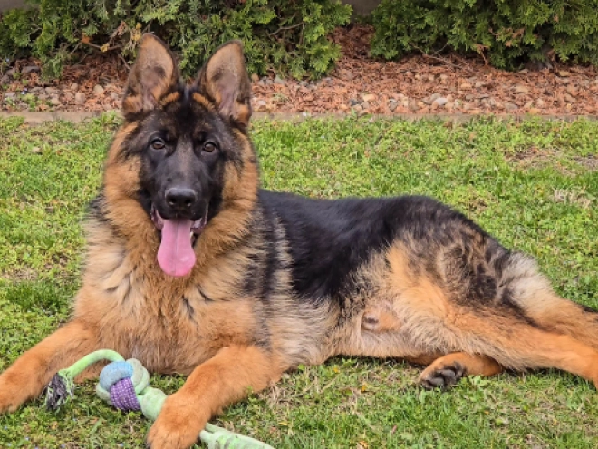 German Shepherd Dog puppy for sale