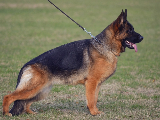 German Shepherd Dog puppy for sale
