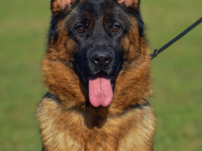 German Shepherd Dog puppy for sale