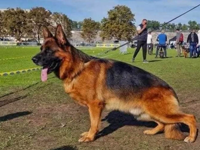 German Shepherd Dog puppy for sale