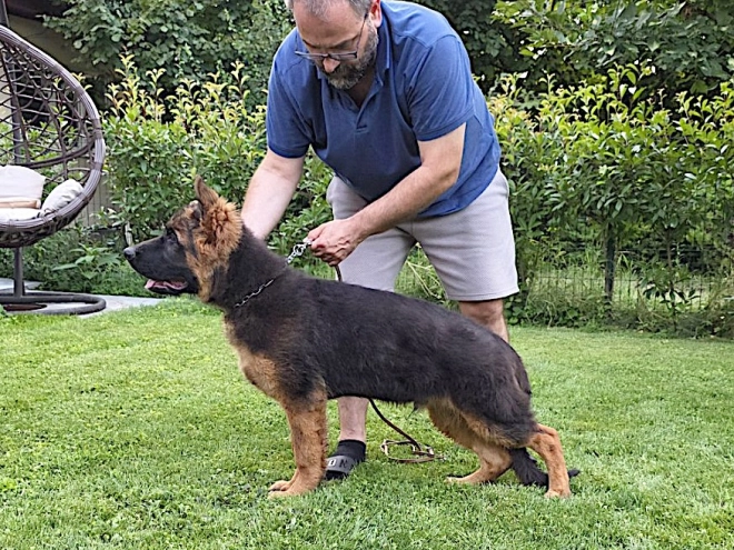 Perros Pastor Alemán en venta