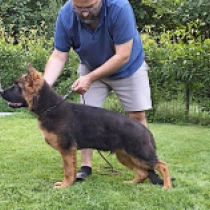 Edo, black and tan German Shepherd Dog for sale