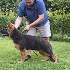 German Shepherd Dog puppy for sale