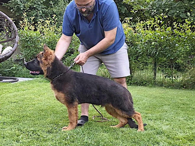 Perros Pastor Alemán en venta