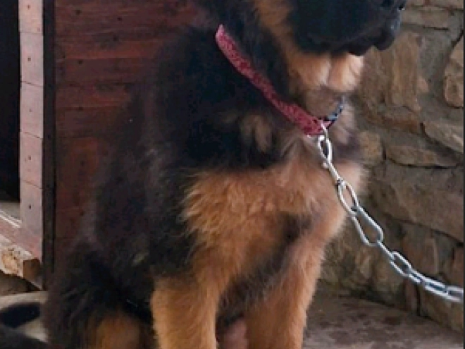 Perros Pastor Alemán en venta