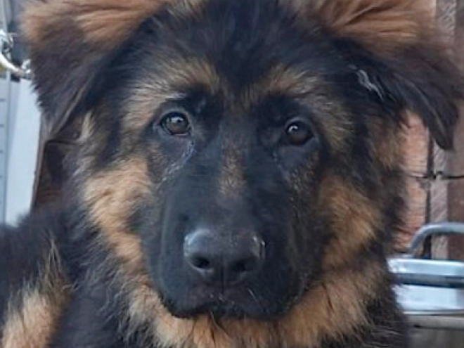 Perros Pastor Alemán en venta