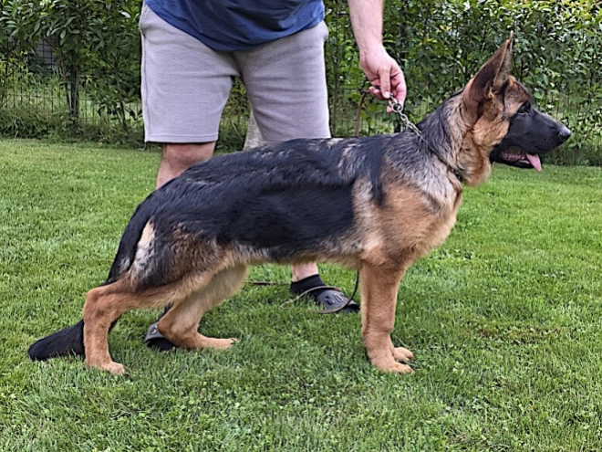 German Shepherd Dog puppy for sale