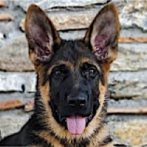 Ecco, black and tan German Shepherd Dog for sale