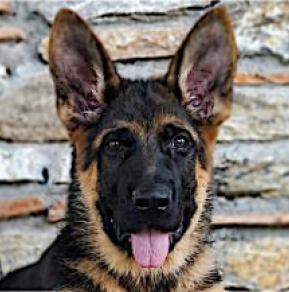 German Shepherd Dog puppy for sale