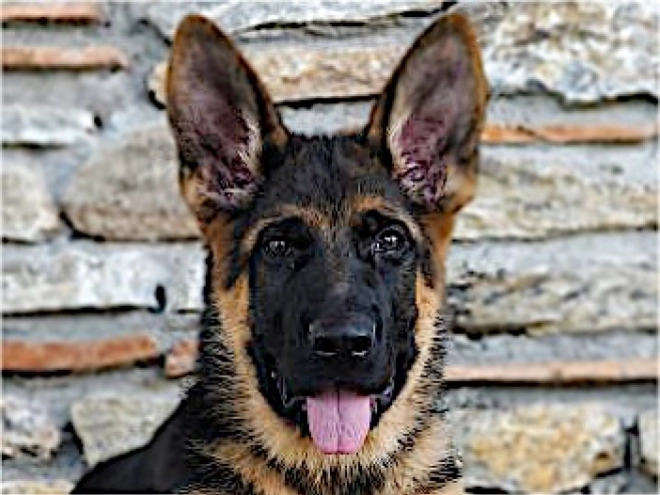 German Shepherd Dog puppy for sale