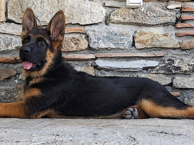 German Shepherd Dog puppy for sale