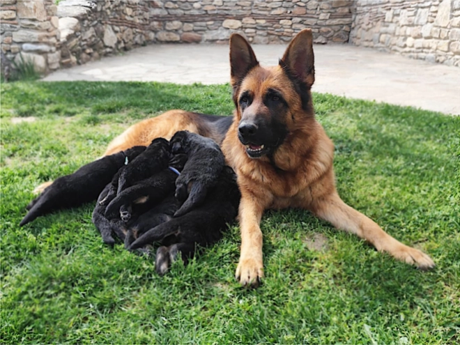 German Shepherd Dog puppy for sale