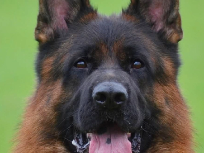 German Shepherd Dog puppy for sale