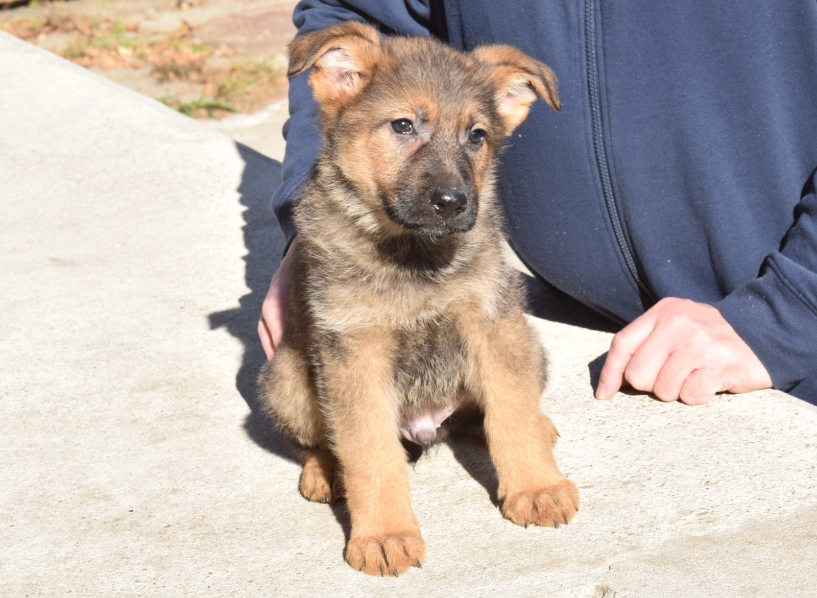 27 deutsche Hunderassen, image size:1600x1171