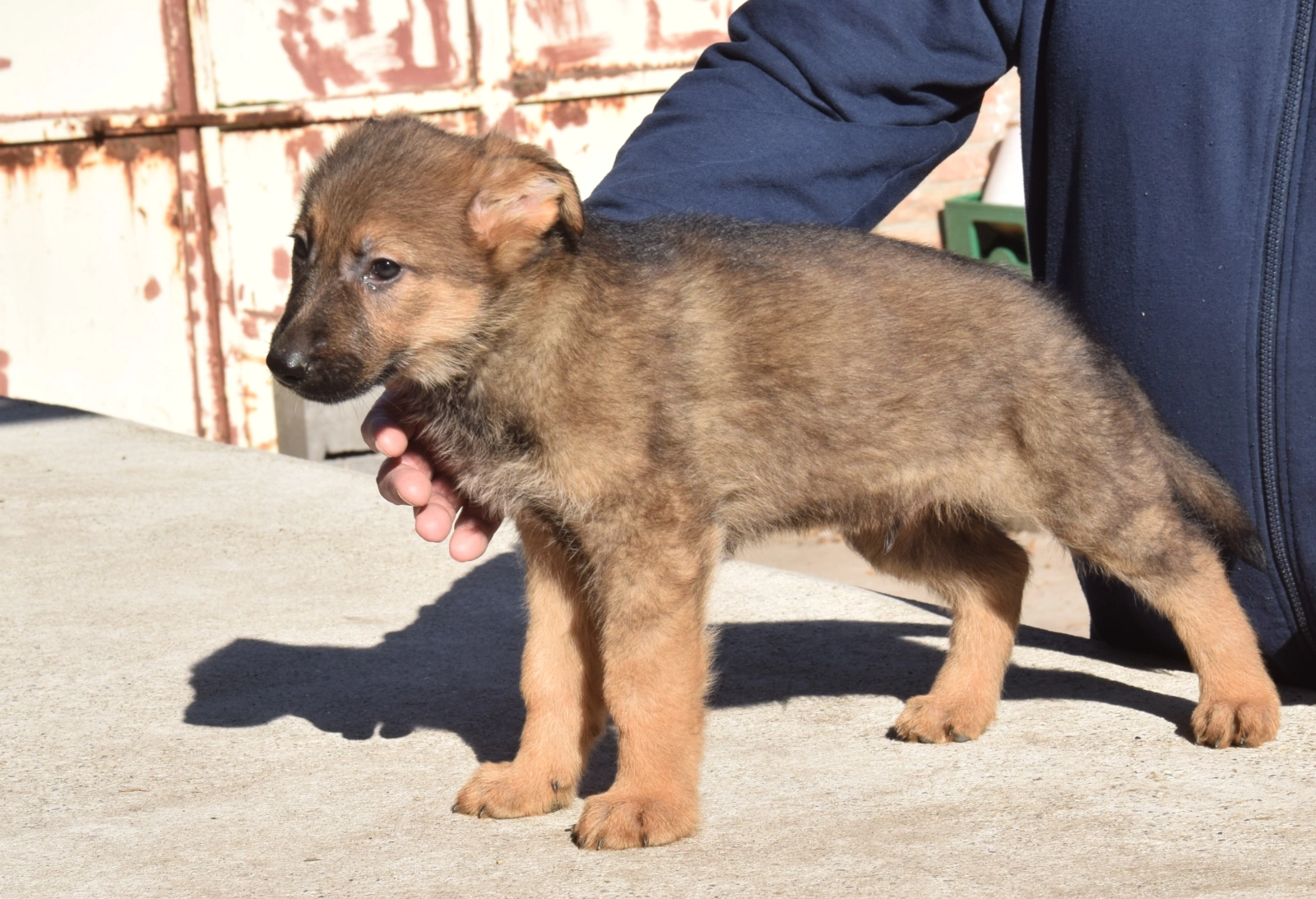 Nimmermehr!\, image size:1600x1093