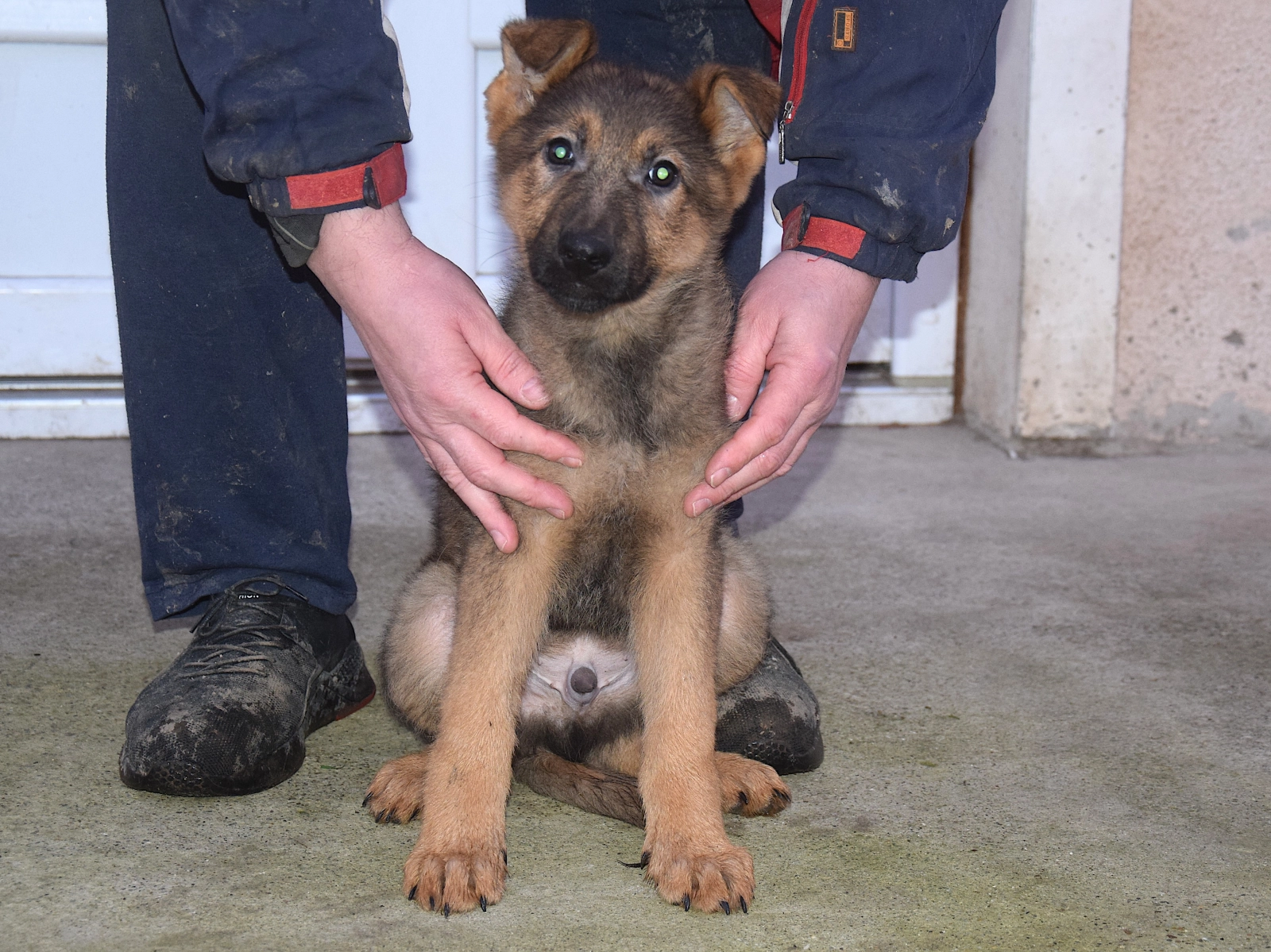 Deutscher Schäferhund, image size:1600x1199