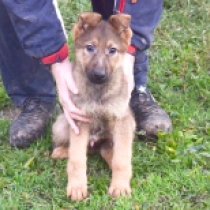 Bullet, sable Pastor Alemán en venta
