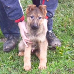 Deutscher Schäferhund Welpe kaufen