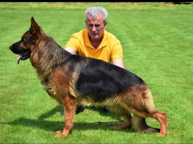 German Shepherd Dog puppy for sale