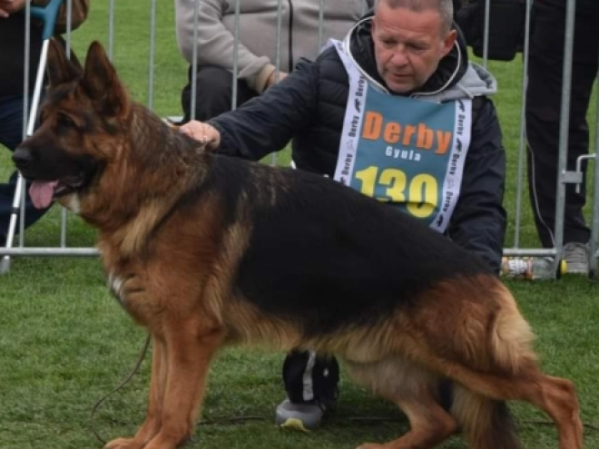 German Shepherd Dog puppy for sale