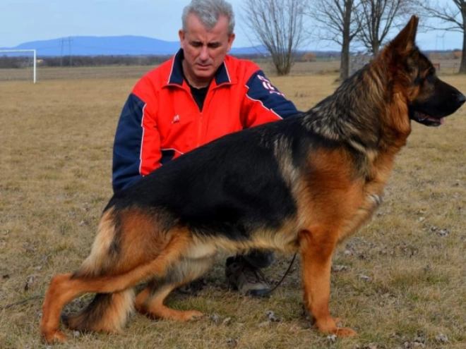 German Shepherd Dog puppy for sale