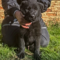 Pablo, black German Shepherd Dog for sale