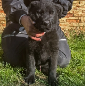 Perros Pastor Alemán en venta