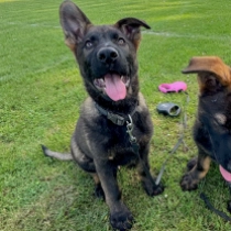 Ace the Wonder Dog, grizzle Deutscher Schäferhund Welpen kaufen