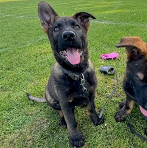 Perros Pastor Alemán en venta