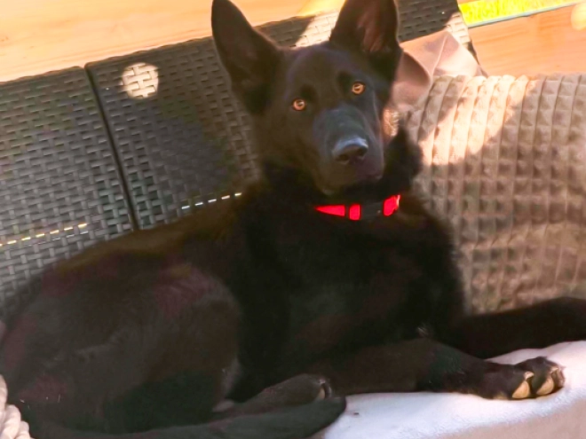 German Shepherd Dog puppy for sale
