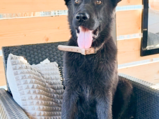 German Shepherd Dog puppy for sale