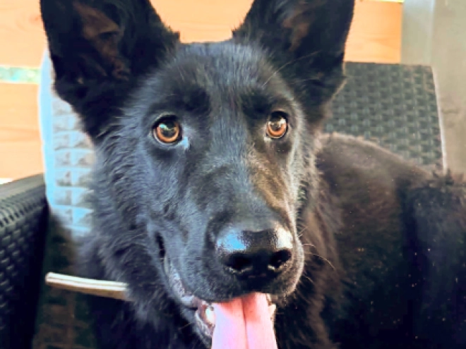 German Shepherd Dog puppy for sale