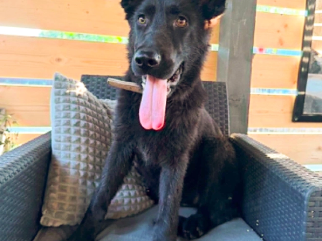 German Shepherd Dog puppy for sale