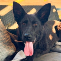 Vibe, black German Shepherd Dog for sale