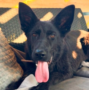 German Shepherd Dog puppy for sale