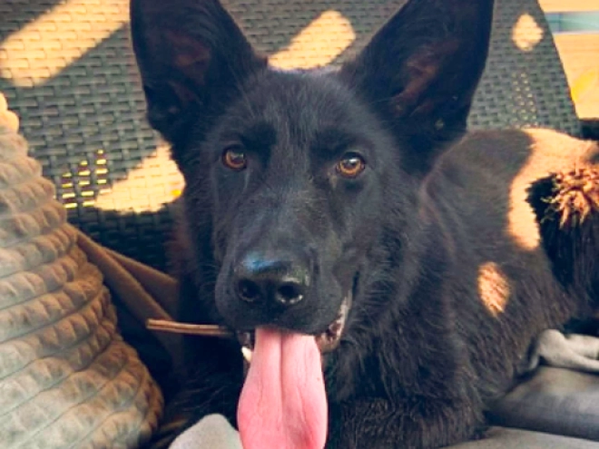 German Shepherd Dog puppy for sale